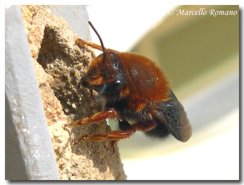 Un imitatore d''eccezione: Platynochaetus sp (Syrphidae)